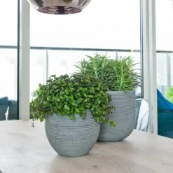 Abby Ball Plant Pot - Ridged Dark Grey -Plant Supplies Sale Abby Plant Pot Dark Grey Peperomia Houseplant