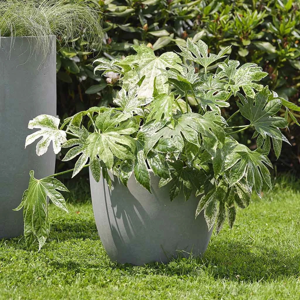 Ace Planters - Set Of 5 - Grey 2 Ace Planters - Set Of 5 - Grey - Image 2