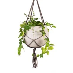 Aeschynanthus Pink Polka - Lipstick Plant -Plant Supplies Sale Aeschynanthus Pink Polka Lipstick Plant 15x50cm Hans Hanging Plant Pot Light Grey 22x19cm Close