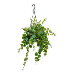 Aeschynanthus Pink Polka - Lipstick Plant -Plant Supplies Sale Aeschynanthus Pink Polka Lipstick Plant