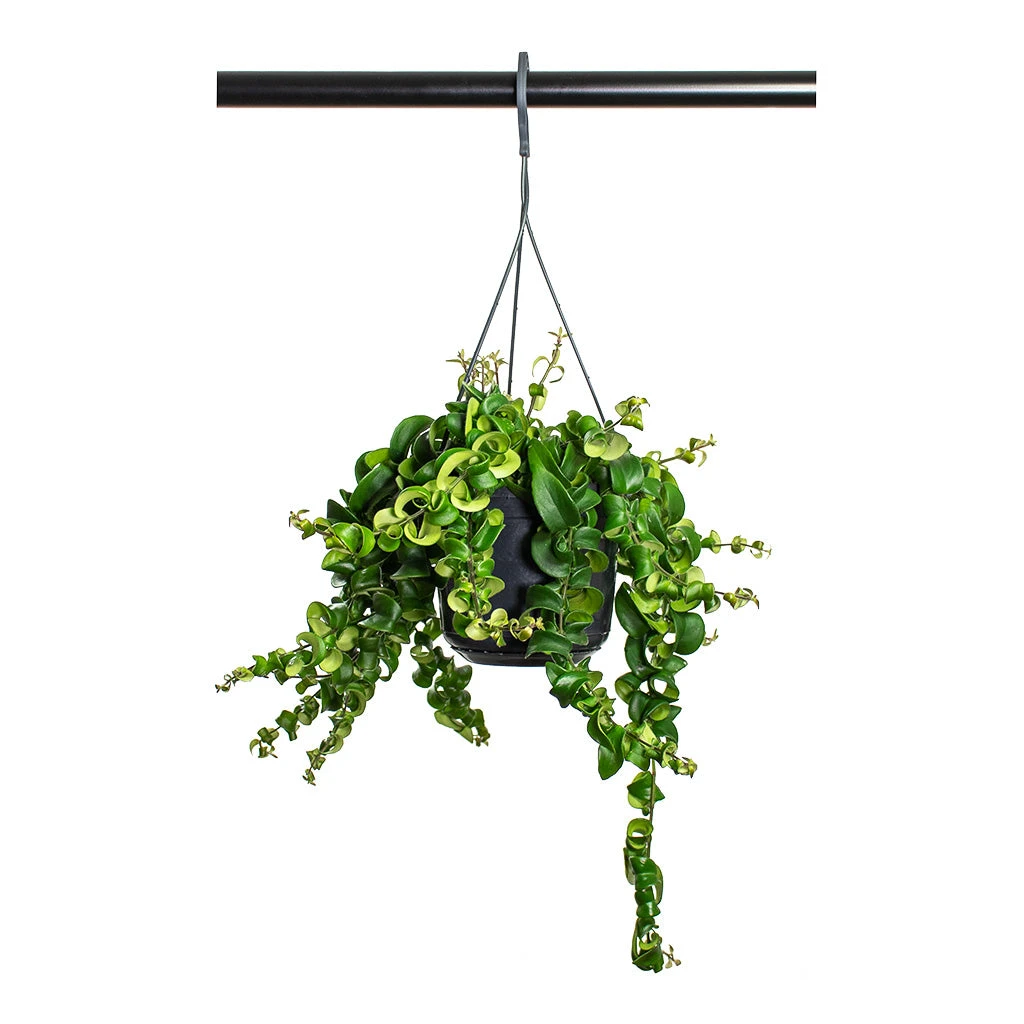 Aeschynanthus Rasta - Lipstick Plant 7 Aeschynanthus Rasta - Lipstick Plant - Image 7