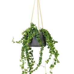 Patt Hanging Plant Pot - Black Washed -Plant Supplies Sale Aeschynanthus Rasta Lipstick Plant 15x40cm Patt Hanging Plant Pot Black Washed 20x17cm f6089cf4 a50d 4baf b1b2 c85c694b1977