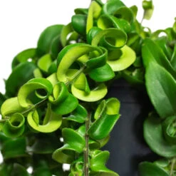 Aeschynanthus Rasta - Lipstick Plant 15 Aeschynanthus Rasta - Lipstick Plant -Plant Supplies Sale Aeschynanthus Rasta Lipstick Plant Close Up