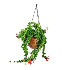 Mya Hanging Planter - Shiny Mocha -Plant Supplies Sale Aeschynanthus Rasta Lipstick Plant Mya Hanging Planter Shiny Mocha 021dd599 e96a 4584 a075 46b15cd42646