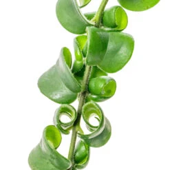 Aeschynanthus Rasta - Lipstick Plant 13 Aeschynanthus Rasta - Lipstick Plant -Plant Supplies Sale Aeschynanthus Rasta Lipstick Plant SWATCH 2