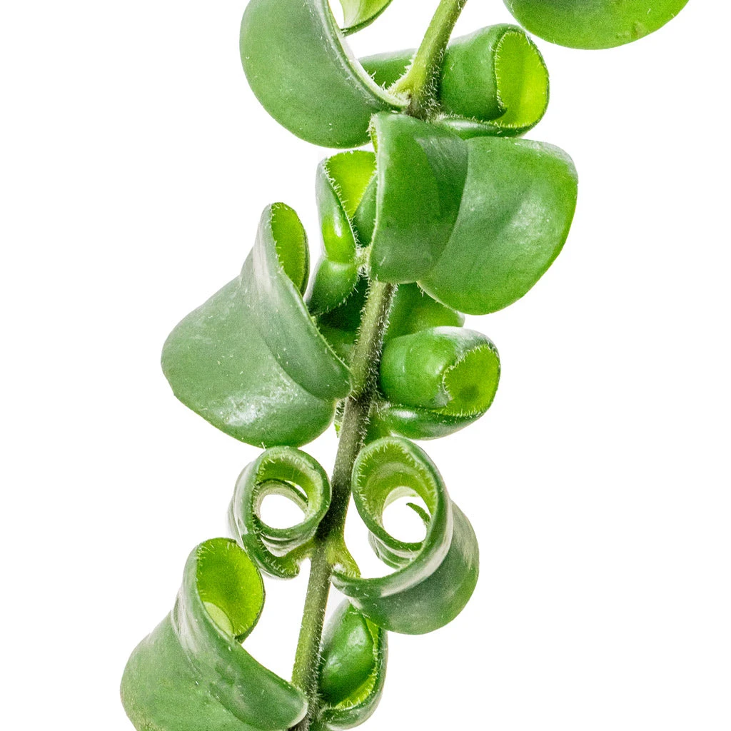 Aeschynanthus Rasta - Lipstick Plant 4 Aeschynanthus Rasta - Lipstick Plant - Image 4