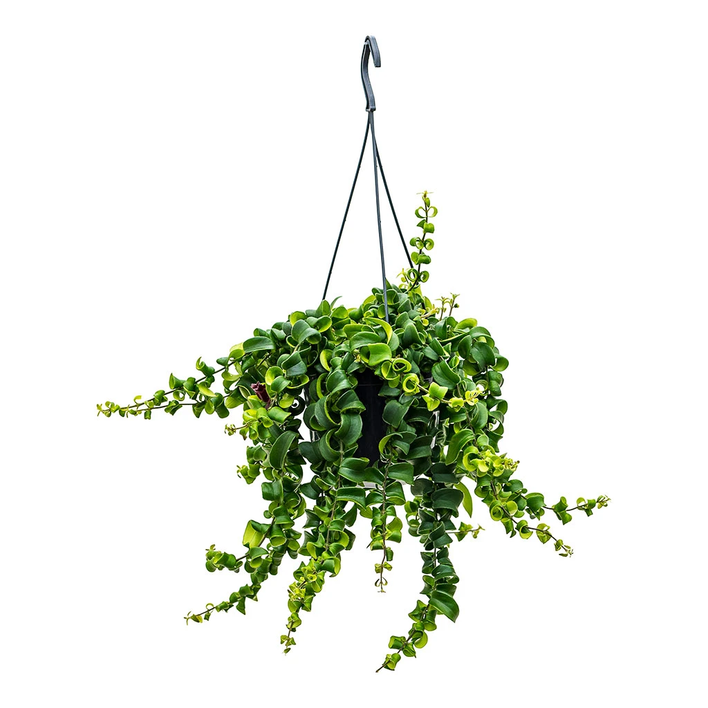 Aeschynanthus Rasta - Lipstick Plant 5 Aeschynanthus Rasta - Lipstick Plant - Image 5