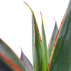 Agave Shaka Zulu -Plant Supplies Sale Agave Shaka Zulu 15x25cm 2