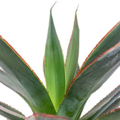 Plant Supplies Sale -Plant Supplies Sale Agave Shaka Zulu 15x25cm