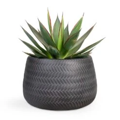 Agave Shaka Zulu -Plant Supplies Sale Agave Shaka Zulu 15x25cm Angle Darcy Plant Pot Anthracite 24x16cm 127ac9dd 3d6f 4c51 a227 021b24db930a