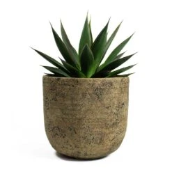 Agave Shaka Zulu -Plant Supplies Sale Agave Shaka Zulu Dian Plant Pot Camel