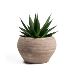 Agave Shaka Zulu -Plant Supplies Sale Agave Shaka Zulu Ina Plant Pot Terracotta