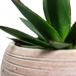Agave Shaka Zulu -Plant Supplies Sale Agave Shaka Zulu Ina Plant Pot Terracotta Close Up