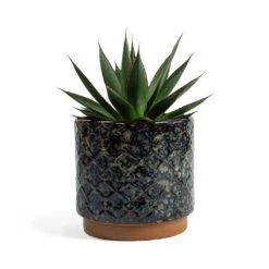 Agave Shaka Zulu -Plant Supplies Sale Agave Shaka Zulu Mees Plant Pot Vintage Black