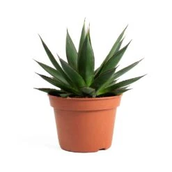 Agave Shaka Zulu -Plant Supplies Sale Agave Shaka Zulu 337c8064 5f50 4416 b377 d0268833ee72