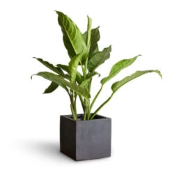 Fleur Natural Planter - Black -Plant Supplies Sale Aglaonema B.J. Freedman Chinese Evergreen 17x70cm Fleur Natural Planter Black 20x20x20cm 3