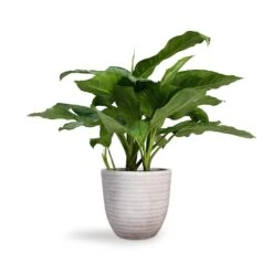 Angle Couple Plant Pot - White -Plant Supplies Sale Aglaonema B.J. Freedman Chinese Evergreen 24x80cm Angle Couple Plant Pot White 30x28cm 4e7cbd8e 96e2 4911 a4d0 856d1f5b2677