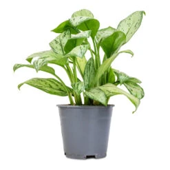 Aglaonema Christina - Chinese Evergreen -Plant Supplies Sale Aglaonema Christina Chinese Evergreen 14x35cm