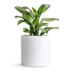 Puk Essentials Planter - Matt White -Plant Supplies Sale Aglaonema Christina Chinese Evergreen 14x35cm Puk Planter Matt White 20x20cm 80db27b0 006a 484a a301 31a752032fd8