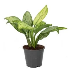 Aglaonema Christina - Chinese Evergreen -Plant Supplies Sale Aglaonema Christina Chinese Evergreen