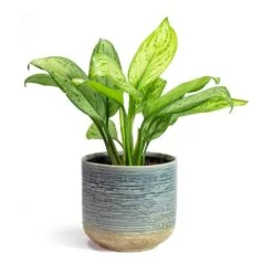 Aglaonema Christina - Chinese Evergreen -Plant Supplies Sale Aglaonema Christina Chinese Evergreen Issa Plant Pot Light Blue