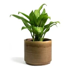 Aglaonema Christina - Chinese Evergreen -Plant Supplies Sale Aglaonema Christina Chinese Evergreen Jordy Plant Pot Grey