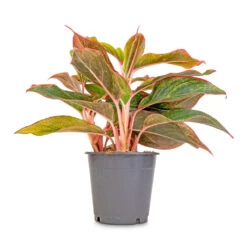 Aglaonema Crete - Chinese Evergreen -Plant Supplies Sale Aglaonema Crete Chinese Evergreen 12x25cm