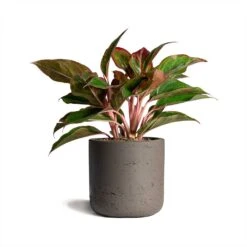 Aglaonema Crete - Chinese Evergreen -Plant Supplies Sale Aglaonema Crete Chinese Evergreen 12x25cm Charlie Plant Pot Ash Brown 15x15cm