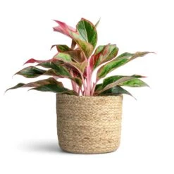 Aglaonema Crete - Chinese Evergreen -Plant Supplies Sale Aglaonema Crete Chinese Evergreen 12x25cm Maartje Plant Baskets Set of 5 Jute