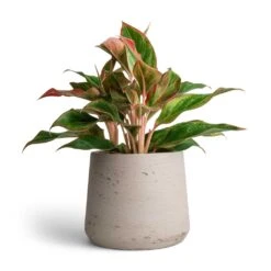 Aglaonema Crete - Chinese Evergreen -Plant Supplies Sale Aglaonema Crete Chinese Evergreen 12x25cm Patt Plant Pot Grey Washed 17x14cm