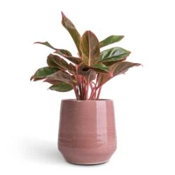 Aglaonema Crete - Chinese Evergreen -Plant Supplies Sale Aglaonema Crete Chinese Evergreen 12x25cm Remi Plant Pot Pink 18x19cm b699597c e3b8 4687 99fb 75c93a7c4ca6