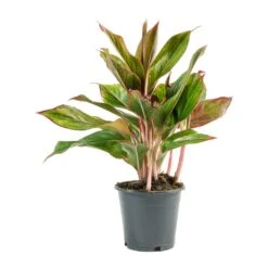 Aglaonema Crete - Chinese Evergreen -Plant Supplies Sale Aglaonema Crete Chinese Evergreen