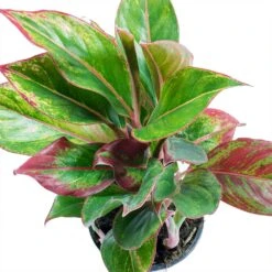 Aglaonema Crete - Chinese Evergreen -Plant Supplies Sale Aglaonema Crete Chinese Evergreen Leaves