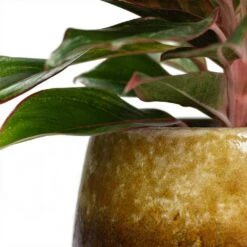 Aglaonema Crete - Chinese Evergreen -Plant Supplies Sale Aglaonema Crete Chinese Evergreen Lindy Plant Pot Ochre Close Up be0c6f66 4517 4a84 88ea d9ad39e1080a