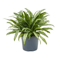 Aglaonema Cutlass - Chinese Evergreen -Plant Supplies Sale Aglaonema Cutlass Chinese Evergreen 24cm