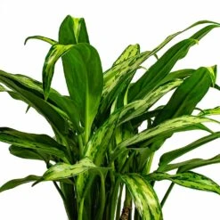 Aglaonema Cutlass - Chinese Evergreen -Plant Supplies Sale Aglaonema Cutlass Chinese Evergreen Houseplant 12x35cm Bunch Leaf