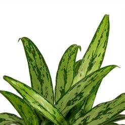 Aglaonema Cutlass - Chinese Evergreen -Plant Supplies Sale Aglaonema Cutlass Chinese Evergreen Houseplant 12x35cm Close Leaf