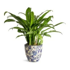 Aglaonema Cutlass - Chinese Evergreen -Plant Supplies Sale Aglaonema Cutlass Chinese Evergreen Houseplant 12x35cm Monza Plant Pot Vintage Blue 13x12cm