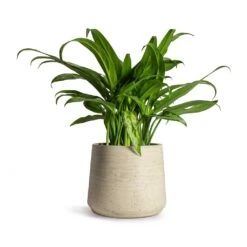 Patt Plant Pot - Grey Washed -Plant Supplies Sale Aglaonema Cutlass Chinese Evergreen Houseplant 12x35cm Patt Plant Pot Grey Washed 17x14cm 4292a086 d7ac 4acc a727 25b570ee996f