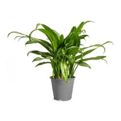Aglaonema Cutlass - Chinese Evergreen -Plant Supplies Sale Aglaonema Cutlass Chinese Evergreen Houseplant 12x35cm Small