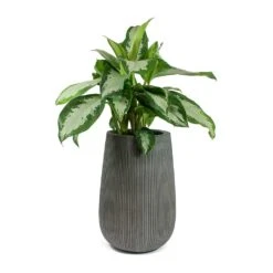 Patt High Plant Vase - Ridged Dark Grey -Plant Supplies Sale Aglaonema Diamond Bay Chinese Evergreen Patt High Plant Vase Ridged Dark Grey