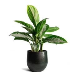 Zembla Plant Pot - Green -Plant Supplies Sale Aglaonema Diamond Bay Zembla Plant Pot