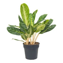 Aglaonema Key Lime - Chinese Evergreen -Plant Supplies Sale Aglaonema Key Lime Chinese Evergreen 27cm