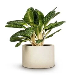 Grigio Cylinder Planter - Antique White Concrete 11 Grigio Cylinder Planter - Antique White Concrete -Plant Supplies Sale Aglaonema Key Lime Chinese Evergreen 27x75cm Grigio Cylinder Planter Antique White Concrete 48x32cm