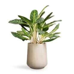 Raindrop Tube High Round Planter - Stone -Plant Supplies Sale Aglaonema Key Lime Chinese Evergreen 27x75cm Raindrop Tube High Round Planter Stone 37x42cm d116fc81 21fd 4680 bfb8 396d78381839