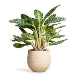 Ryan Plant Pot - Sand Gold -Plant Supplies Sale Aglaonema Key Lime Chinese Evergreen 27x75cm Ryan Plant Pot Sand Gold 36x32cm a971244f 48fe 42f7 9294 9ea7f9b1b0aa