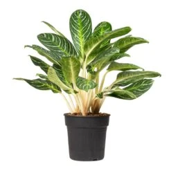 Aglaonema Key Lime - Chinese Evergreen -Plant Supplies Sale Aglaonema Key Lime Chinese Evergreen 27x80cm