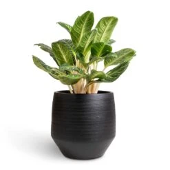 Aglaonema Key Lime - Chinese Evergreen -Plant Supplies Sale Aglaonema Key Lime Chinese Evergreen 27x80cm Norell Plant Pot Black 42x38cm
