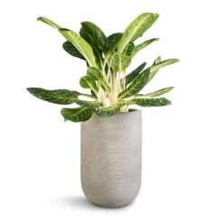 Cody Plant Vase - Ridged Cement -Plant Supplies Sale Aglaonema Key Lime Chinese Evergreen Cody Plant Vase Ridged Cement 35x55cm