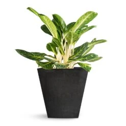 Aglaonema Key Lime - Chinese Evergreen -Plant Supplies Sale Aglaonema Key Lime Chinese Evergreen Ella Artstone Plant Pot Black 45x45x45cm